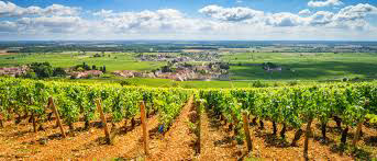 Sunlit French vineyard in a prestigious wine region, showcasing the rural countryside explored on France Travel Solutions’ small group France tours