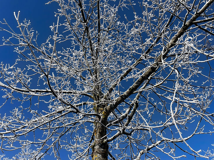 Frosty branches beautiful day trip with France Travel Solutions
