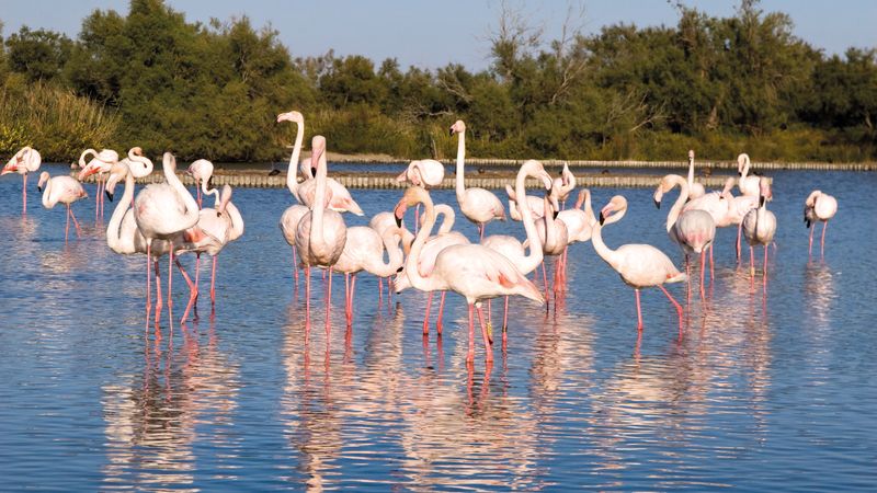 The tip of Provence to Lyon on the Rhône and Saône Rivers (port-to-port cruise) – Cruise photo