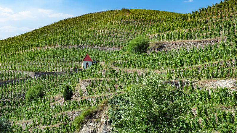Discover the fabulous world of vineyards and wine, exceptional terroirs of the Rhône and Saône (port-to-port cruise) – Cruise photo
