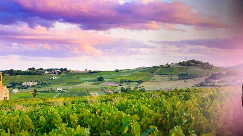 Discover the fabulous world of vineyards and wine, exceptional terroirs of the Rhône and Saône (port-to-port cruise) – Cruise photo