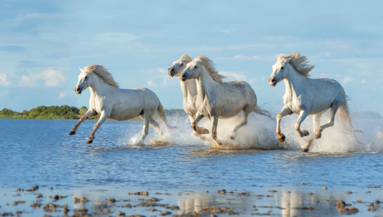Hiking Cruise: Discover everything the Rhône and Saône regions have to offer (port-to-port cruise) – Camargue Chevaux Pipalana