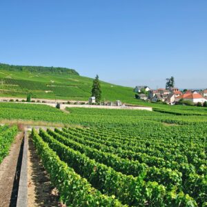 France at its Finest from the Champagne Region to Paris (port-to-port cruise) – Epernay Peter Eckert Peter Eckert