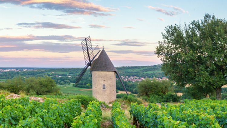 Fine Food and Wines on a Cruise through the Burgundy Region (port-to-port cruise) – France Canal Bourgogne Santenay Croisieurope Vignette Dsl Shutterstock