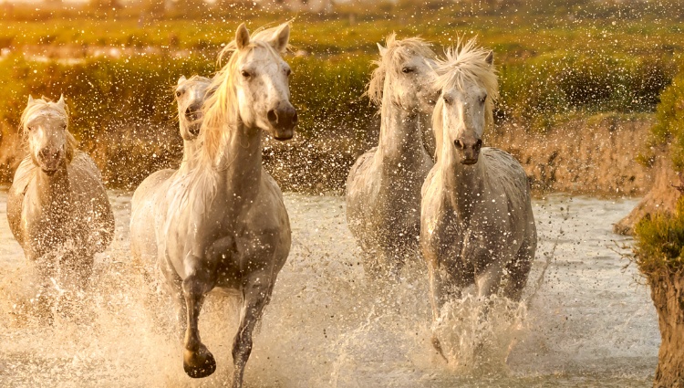 All the must-see sites on the Rhône between Lyon, Provence, and the Camargue with a dinner at Paul Bocuse’s Abbaye de Collonges Restaurant OFFERED (port-to-port cruise) – France Rhone Camargue Croisieurope Slider Lma Shutterstock
