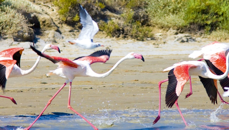 From Burgundy to the Camargue along the Saône and the Rhône Rivers (port-to-port cruise) – France Rhone Camargue Croisieurope Slider Lsr Shutterstock