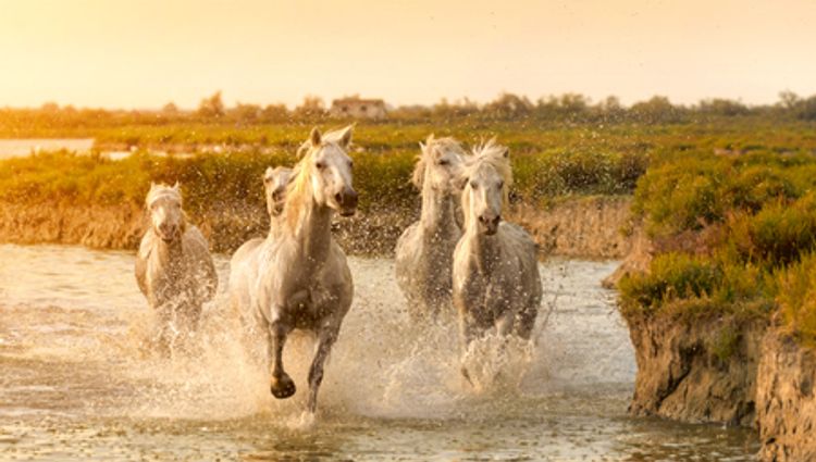 Family Club – A trip to admire the beautiful scenery of the Rhône valley (port-to-port cruise) – France Rhone Camargue Croisieurope Vignette Lma Shutterstock