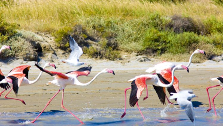 Lyon to the Tip of Provence on the Rhône and Saône Rivers (port-to-port cruise) – France Rhone Camargue Croisieurope Vignette Lsr Shutterstock