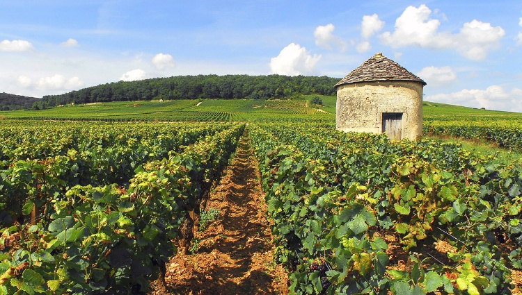 Remarkable Sites and Fine Wines on a Cruise through Burgundy and the Doubs Valley (port-to-port cruise) – France Rhone Saone Dijon Vignoble Cabotte Alain Doire