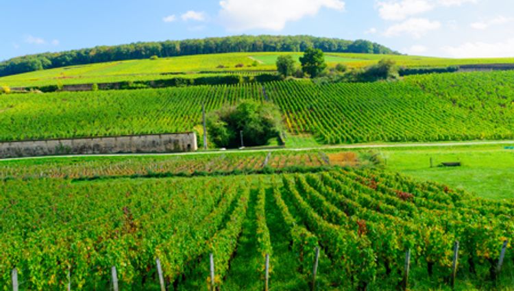 The Petite Saône & The Burgundy Canal (port-to-port cruise) – France Saone Bourgogne Canaux Croisieurope Vignette Dps Shutterstock
