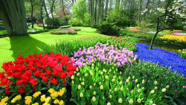 Through authentic Holland (port-to-port cruise) – Hollande Rhin Keukenhof03 Croisieurope