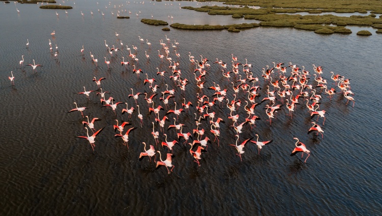 New year in the Rhône Valley (port-to-port cruise) – Rhone Camargue Flamants Roses Cpyusuf Shutterstock