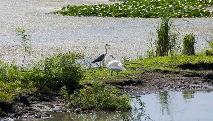 Trans-European cruise from France to the Iron Gates, 3 rivers, the Rhine, the Main and the Danube (port-to-port cruise) – Roumanie Danube Delta Du Danube Heron Cygne Gregory Gerault