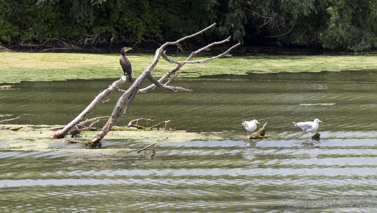 From the Black Sea to the Blue Danube (port-to-port cruise) – Roumanie Danube Delta03 Gregory Gerault
