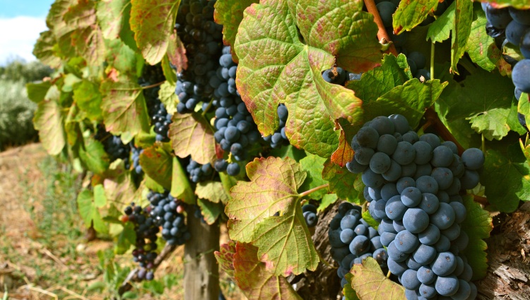 4 Rivers: The Moselle, Sarre, Romantic Rhine, and Neckar Valleys – Route Des Vins Grappes Stephane Pfleger