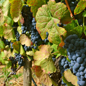 4 Rivers: The Moselle, Sarre, Romantic Rhine, and Neckar Valleys – Route Des Vins Grappes Stephane Pfleger