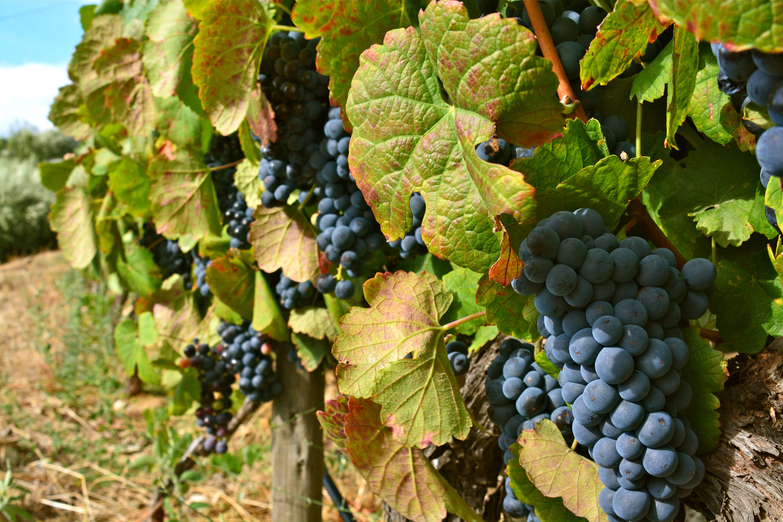 4 Rivers: The Moselle, Sarre, Romantic Rhine, and Neckar Valleys (port-to-port cruise)