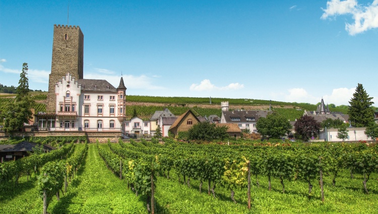 Cruise along the Rhine from Strasbourg to Antwerp (port-to-port cruise) – Rudesheim Vignoble Shutterstock