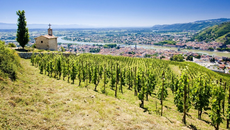 Oenological cruise: Discover the fabulous world of vines and wine – Tain Lhermitage Vignes 123rf