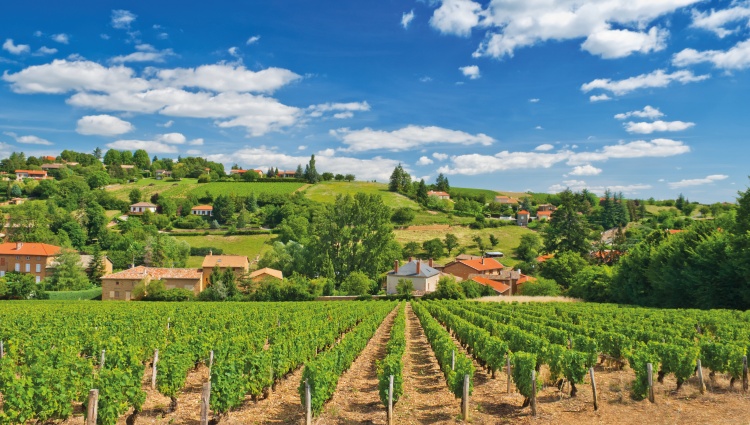 Oenological cruise: Discover the fabulous world of vines and wine – Vigne Beaujolais Andreas G Karelias Shutterstock