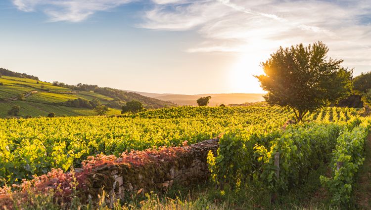 Exceptional Wine Tasting Cruise in Burgundy: Beaujolais Nouveau (port-to-port cruise) – Vignes Beaujolais Julia Hermann Adobestock 411177136 Julia Hermann