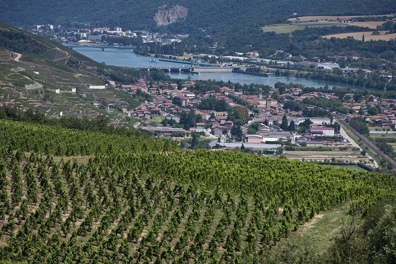 Green hills covered in vineyards overlooking a river with a cruise ship sailing below.